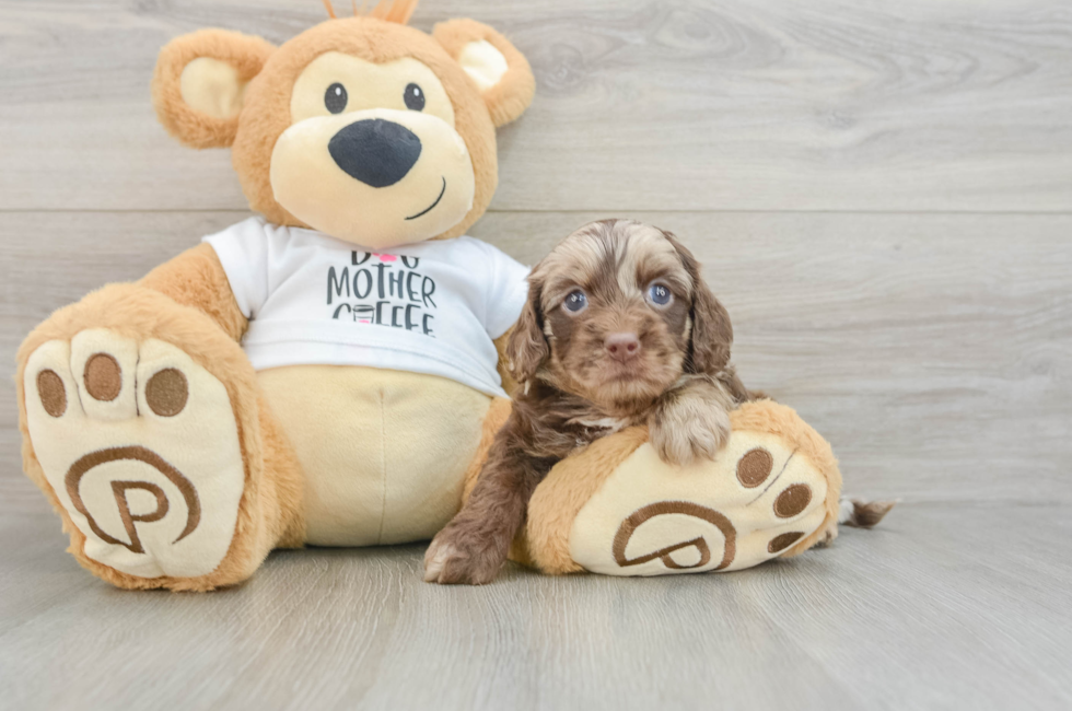 6 week old Cockapoo Puppy For Sale - Puppy Love PR
