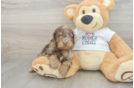 Best Cockapoo Baby
