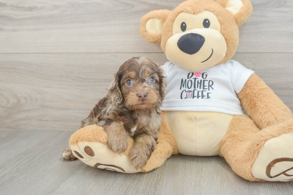 Best Cockapoo Baby