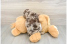 Best Cockapoo Baby