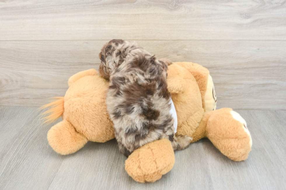Best Cockapoo Baby