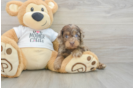 Popular Cockapoo Poodle Mix Pup