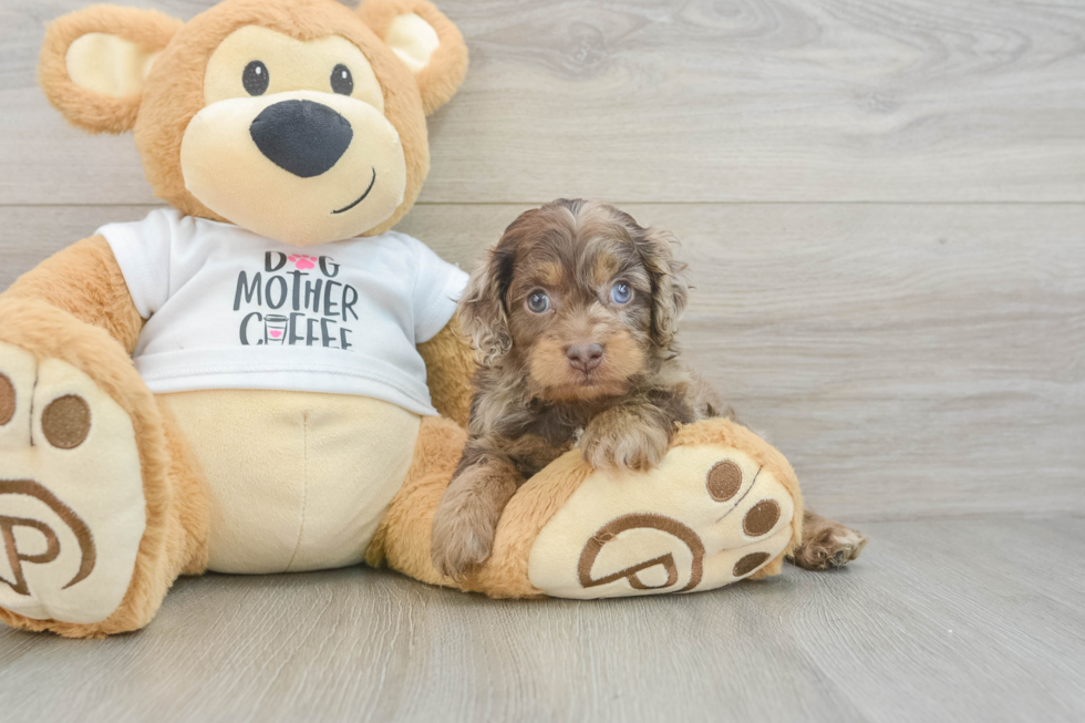 Popular Cockapoo Poodle Mix Pup