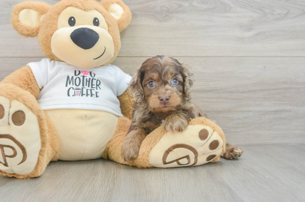 5 week old Cockapoo Puppy For Sale - Puppy Love PR