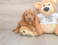 7 week old Cockapoo Puppy For Sale - Puppy Love PR