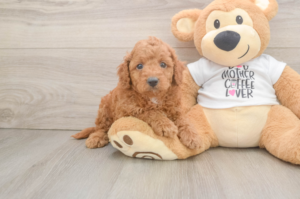 6 week old Cockapoo Puppy For Sale - Puppy Love PR