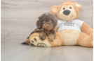 Cockapoo Pup Being Cute