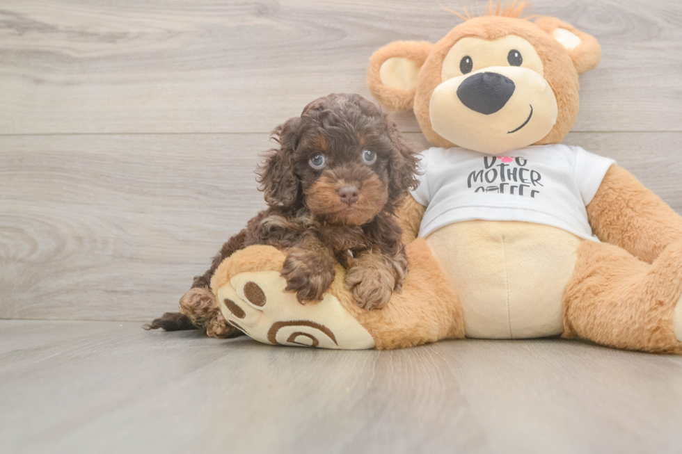 Cockapoo Pup Being Cute