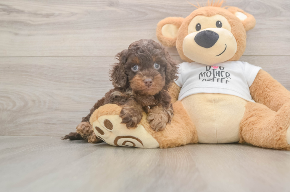 5 week old Cockapoo Puppy For Sale - Puppy Love PR