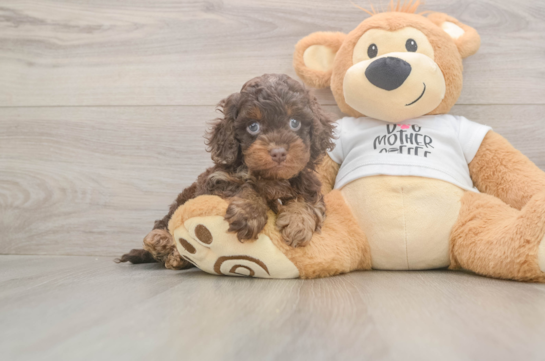 Cockapoo Pup Being Cute