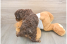Best Cockapoo Baby