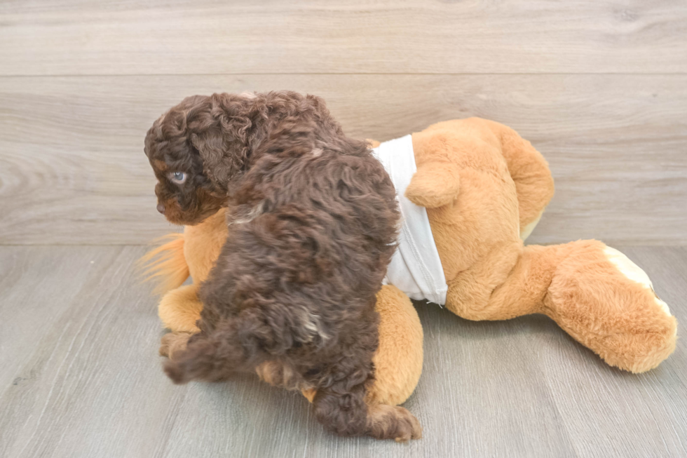 Best Cockapoo Baby
