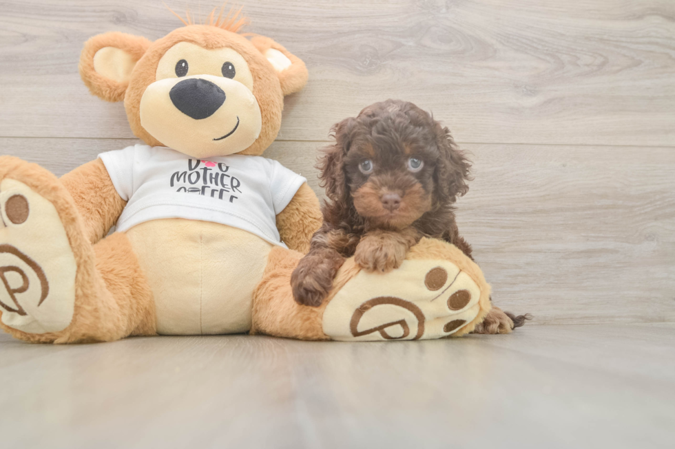 Little Cocker Doodle Poodle Mix Puppy