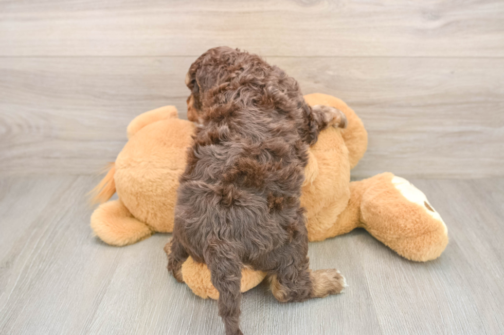 Best Cockapoo Baby