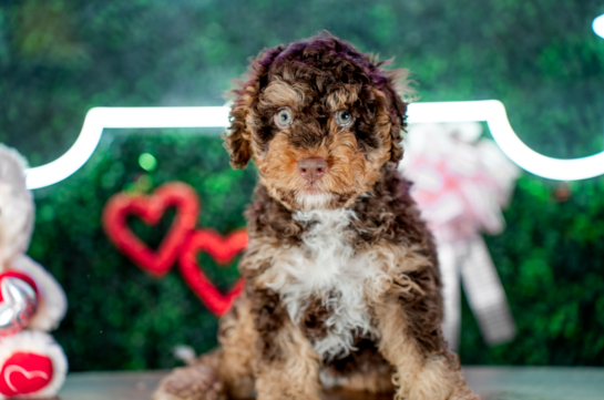 Cockapoo Puppy for Adoption