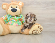 5 week old Cockapoo Puppy For Sale - Puppy Love PR