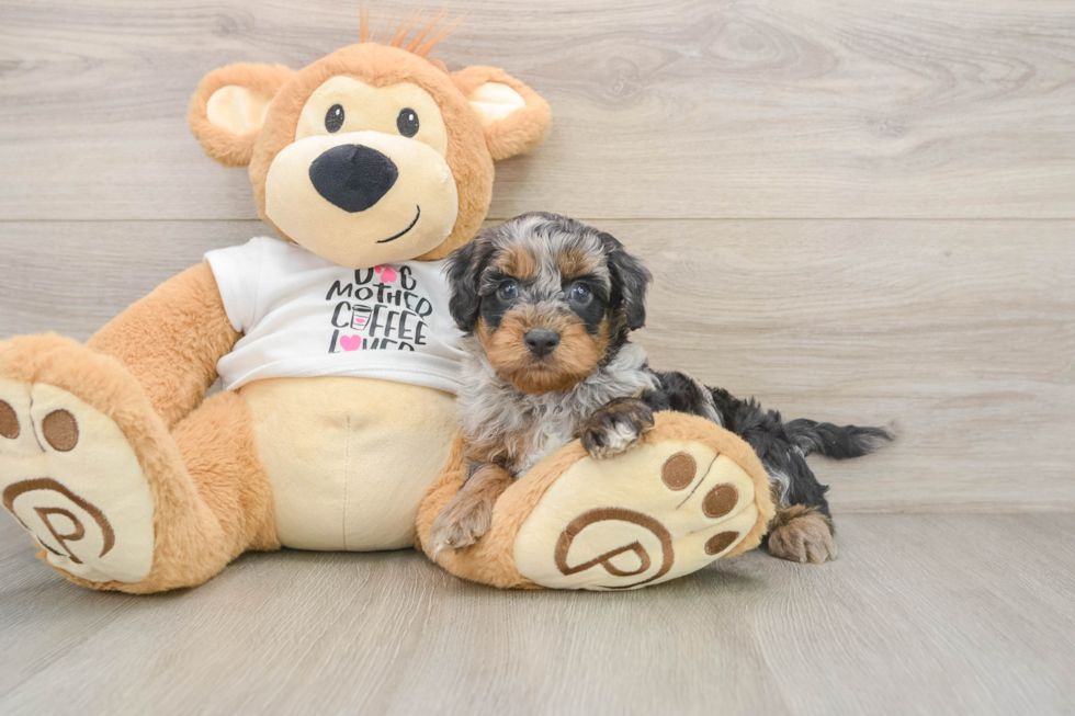 Cockapoo Puppy for Adoption