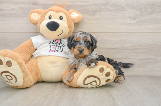Cockapoo Puppy for Adoption