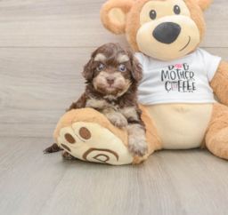 6 week old Cockapoo Puppy For Sale - Puppy Love PR