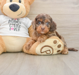 5 week old Cockapoo Puppy For Sale - Puppy Love PR