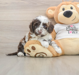 6 week old Cockapoo Puppy For Sale - Puppy Love PR