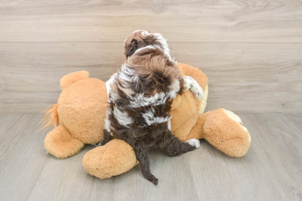 Petite Cockapoo Poodle Mix Pup