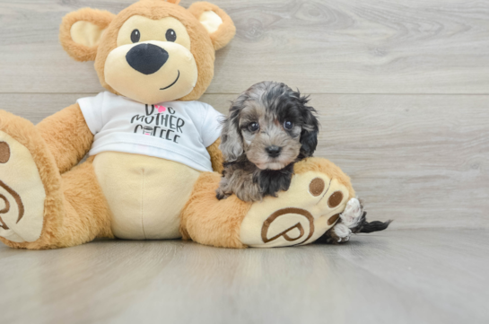 Friendly Cockapoo Baby