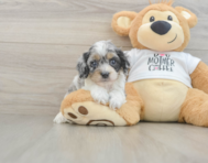7 week old Cockapoo Puppy For Sale - Puppy Love PR