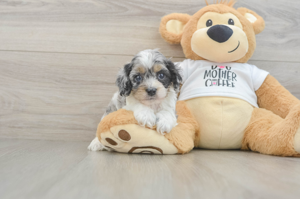 5 week old Cockapoo Puppy For Sale - Puppy Love PR