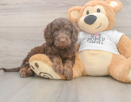 6 week old Cockapoo Puppy For Sale - Puppy Love PR