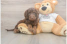 Energetic Cocker Doodle Poodle Mix Puppy