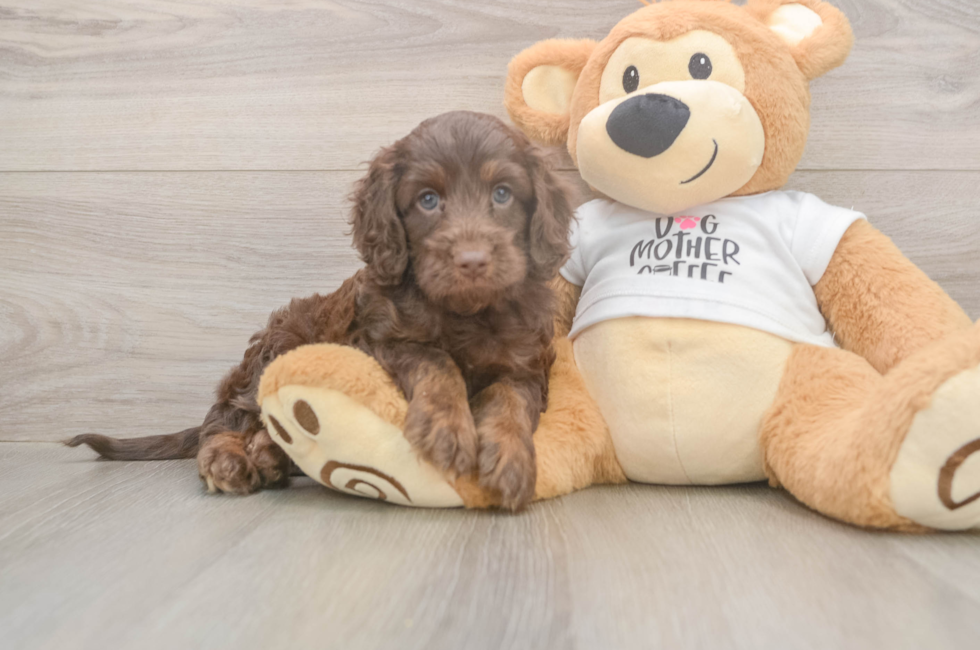 5 week old Cockapoo Puppy For Sale - Puppy Love PR