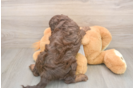 Cockapoo Puppy for Adoption