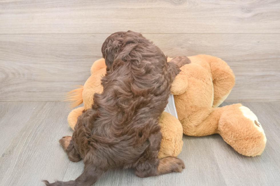 Cockapoo Puppy for Adoption