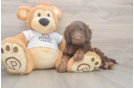 Petite Cockapoo Poodle Mix Pup