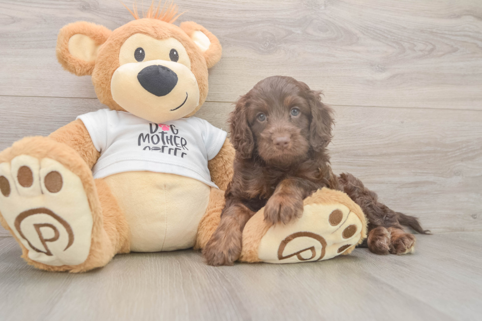 Petite Cockapoo Poodle Mix Pup