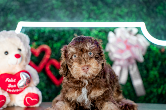Cute Cocker Doodle Poodle Mix Puppy