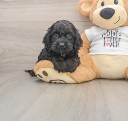 5 week old Cockapoo Puppy For Sale - Puppy Love PR