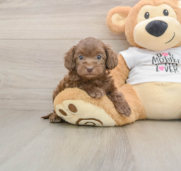 6 week old Cockapoo Puppy For Sale - Puppy Love PR