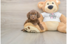 Best Cockapoo Baby