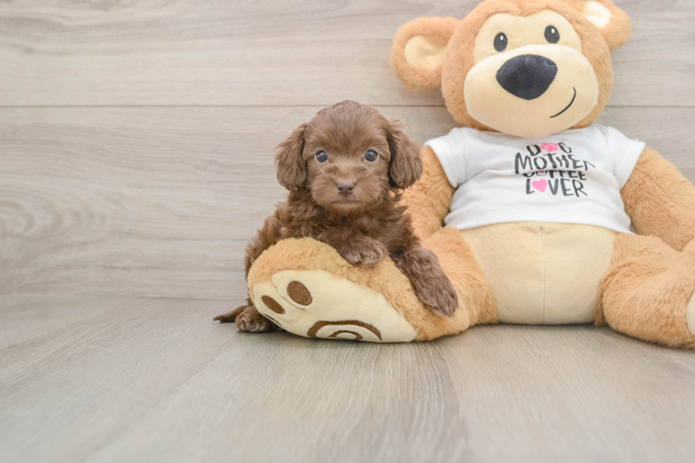 Best Cockapoo Baby