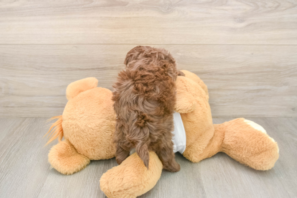 Cockapoo Pup Being Cute