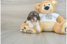 Fluffy Cockapoo Poodle Mix Pup