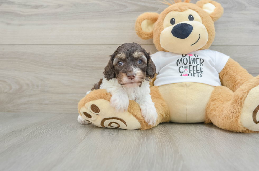 7 week old Cockapoo Puppy For Sale - Puppy Love PR