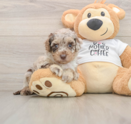 6 week old Cockapoo Puppy For Sale - Puppy Love PR