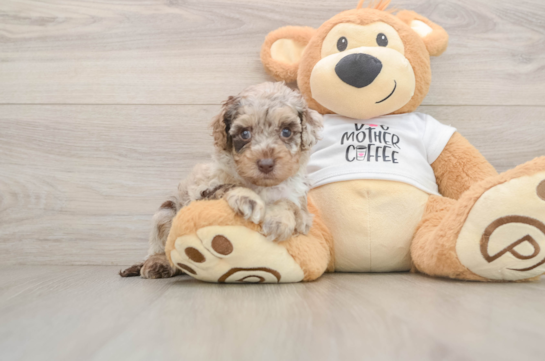 Cockapoo Pup Being Cute