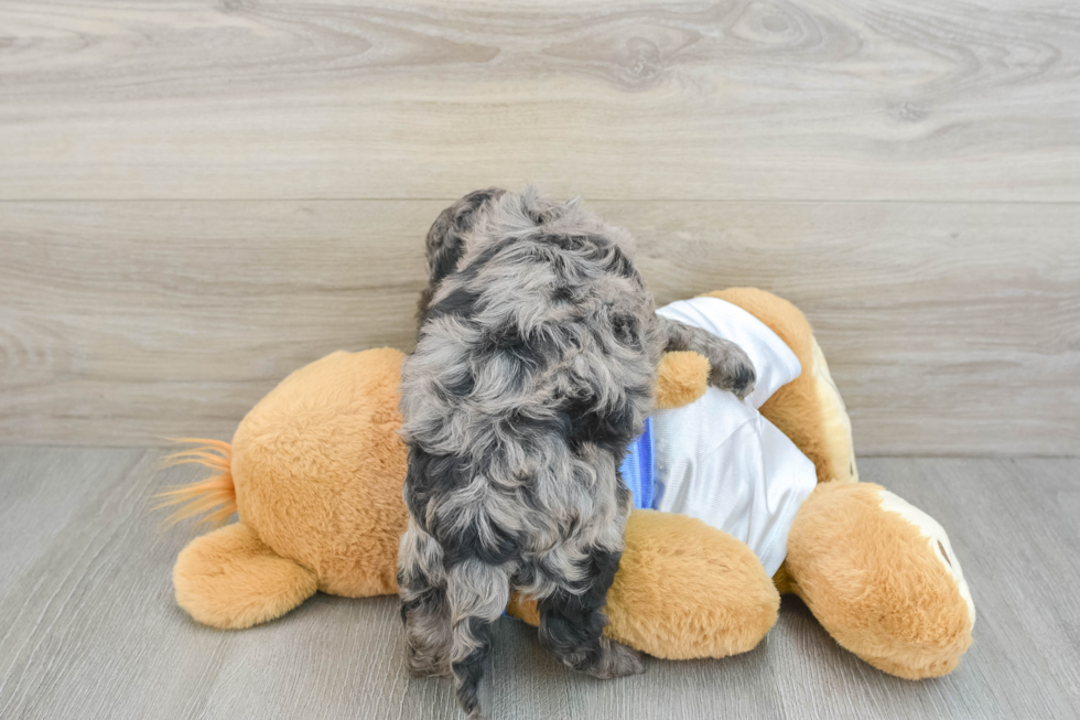 Cockapoo Puppy for Adoption