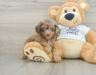 8 week old Cockapoo Puppy For Sale - Puppy Love PR