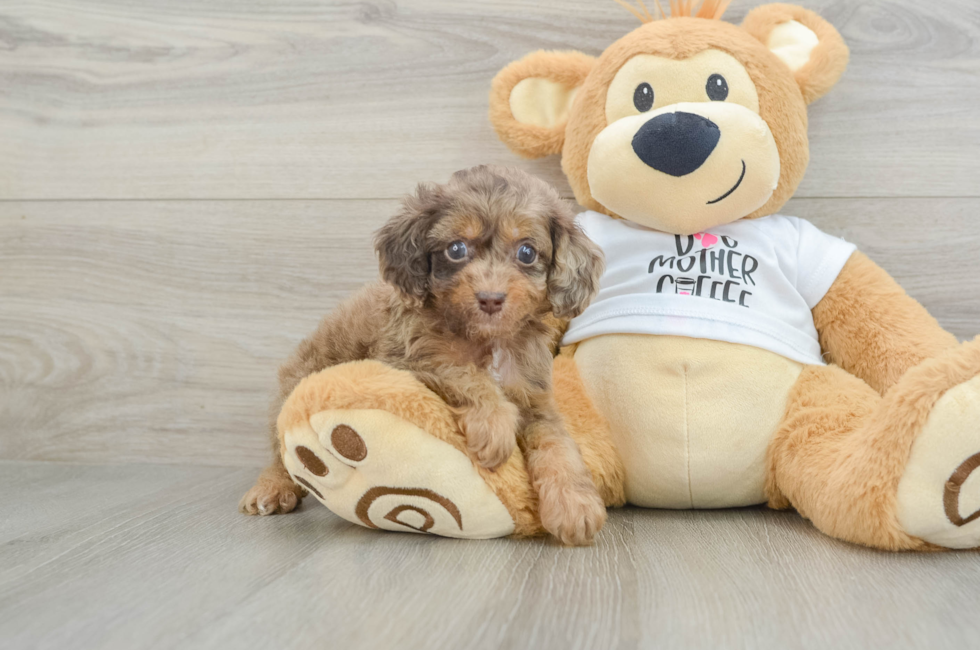 5 week old Cockapoo Puppy For Sale - Puppy Love PR