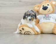 8 week old Cockapoo Puppy For Sale - Puppy Love PR